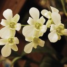 The Meaning of a White Orchid