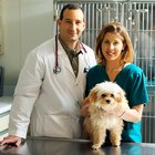 Cuál es el salario de un técnico veterinario