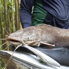 Fastest Way to Clean & Freeze Catfish