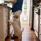 Which Is Cheaper, Homemade or Commercial Dog Food?