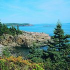Maine Wild Edible Plants