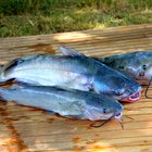 How to Cook a Whole Catfish