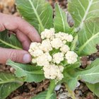 How to Grow Cauliflower