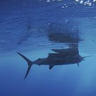 How to Cook Sailfish