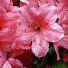 Azaleas That Are Poisonous to Dogs | Dog Care - Daily Puppy