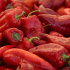 What Would Be Good With a Chicken Paprika Meal?
