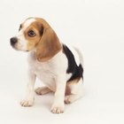 How to Prevent Puppies From Eating Dirt in House Plants | Dog Care - Daily Puppy