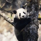 ¿Cómo se comunican los pandas?