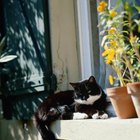 Protect Your Indoor Plants By Growing Cat Grass Using the Best Cat Grass Seeds