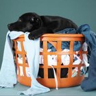 Why Dogs Chew on People's Clothing | Pets - The Nest