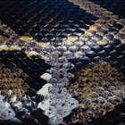 How to Care for Python Leather