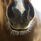 Eldorado esponja para caballos cuidados-amarillo waschschwamm espuma de esponja caballos 