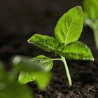 Qué hacen las hojas verdes en una planta