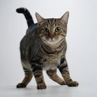 Does a Cat Emit a Bad Smell When Frightened? | Pets - The Nest
