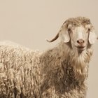 Care of Mohair Fabric