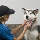 How to Heal Clipper Burns on a Dog | Dog Care - Daily Puppy