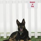 How to Teach a Dog to Be a Guard | Dog Care - Daily Puppy