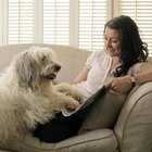 Do Labradoodles Bark at All? - Pets - The Nest