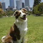 how to gove a rough collie a haircut