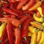 Hot Pepper Identification