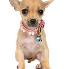Do Short Haired Chihuahuas Need Sweaters? | Pets - The Nest