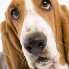 Can Conjunctivitis Be Passed Between Dogs? | Dog Care ...
