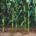 Cómo convertir bushels de maíz en toneladas