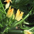 How to Prepare Zucchini Spaghetti