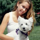 Haircut Styles for a West Highland White Terrier Dog 