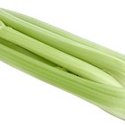 Is Celery Safe for a Toddler?