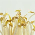 How to Grow Bean Sprouts in a Jar