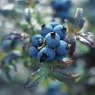Foods and Herbs for Healthy Kidneys