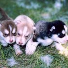 Taking Care of a Puppy Without Its Mother - Pets - The Nest