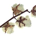 Uses of Cotton Fabric