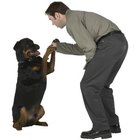 How to Calm Your Rottweilers | Pets - The Nest