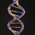 La diferencia entre la extracción de ADN de animales y plantas