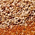 How to Cook Wheat Berries Without Soaking Them