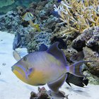 How to Cook Fresh Triggerfish