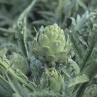 How to Cook Baby Artichokes