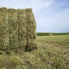Alfalfa Hay Nutrition Information