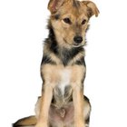 Lime & Sulfur Dip for Puppies | Dog Care - Daily Puppy