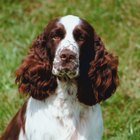 Show type clearance springer spaniel