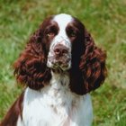 Grooming a Springer Spaniel Dog | Pets - The Nest