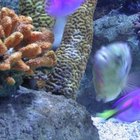 The Best Ways to Raise the PH in a Saltwater Aquarium | Pets - The Nest