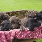 Can 3 week old puppies hot sale drink water