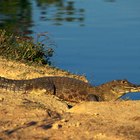 How to Care for Caiman Boots