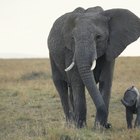 ¿Se pueden extraer los colmillos de un elefante sin matar al animal?