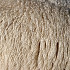 Difference Between Sheepskin & Shearling