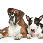 What Is a Boxer & Bull Terrier Mix Called? | Dog Care - Daily Puppy
