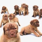 How Long Will a Male Dog Follow His Mate in Heat?